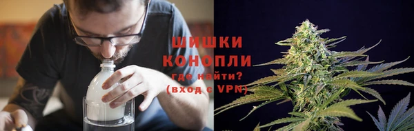 прущие грибы Новый Уренгой