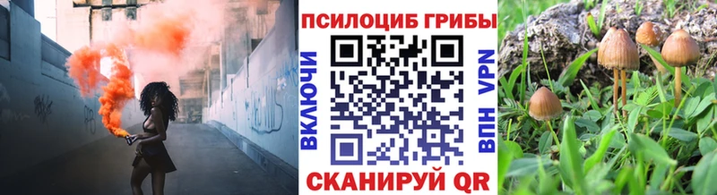 KRAKEN ссылки  Заречный  Псилоцибиновые грибы Cubensis  как найти закладки 