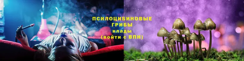 Галлюциногенные грибы Psilocybine cubensis  Заречный 